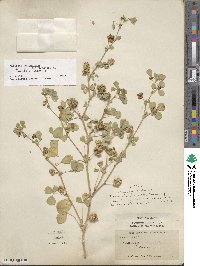 Medicago polymorpha image