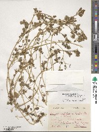 Medicago polymorpha image