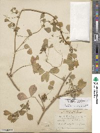 Medicago polymorpha image