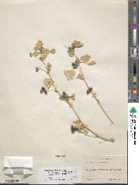 Medicago polymorpha image