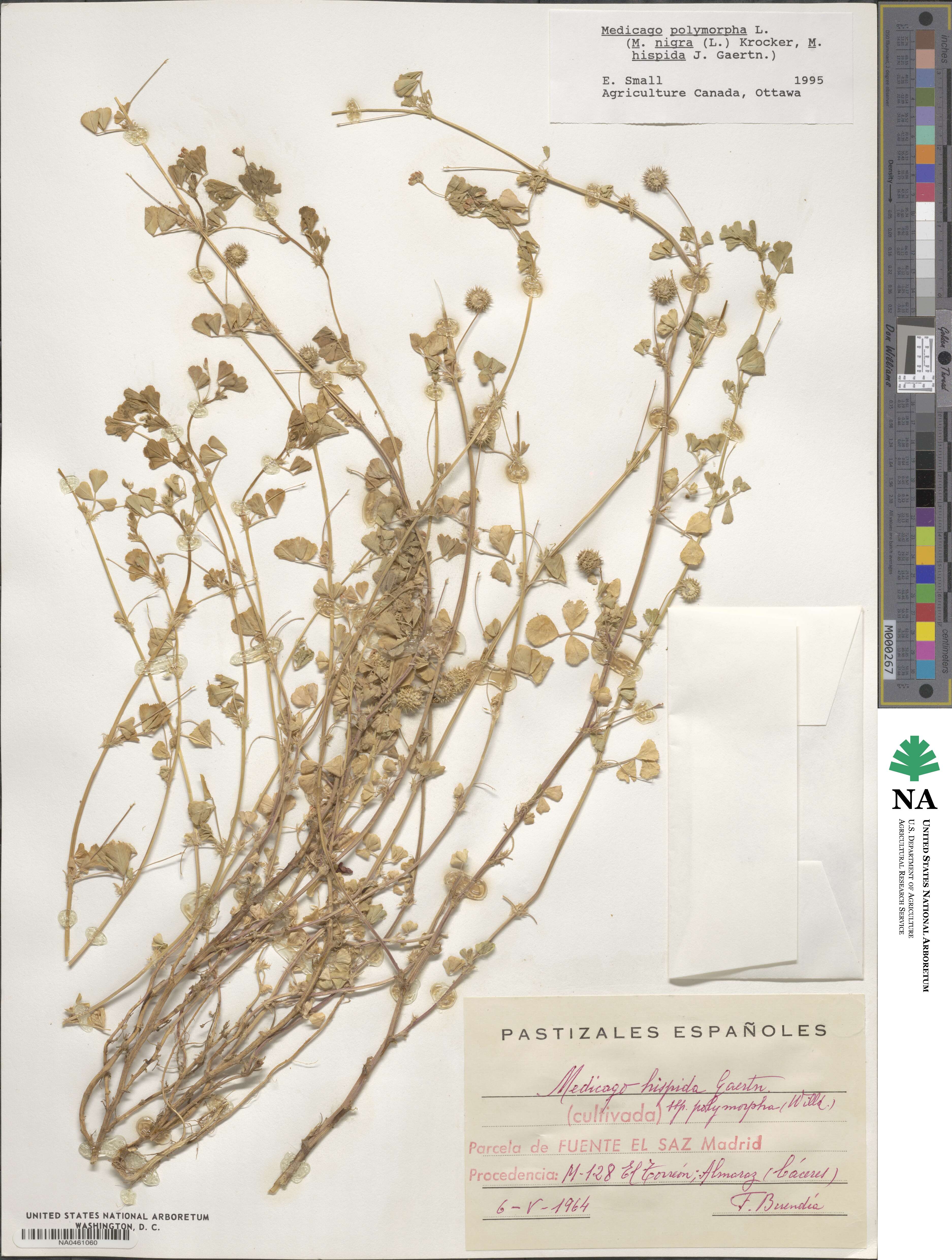 Medicago polymorpha image