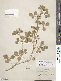 Medicago polymorpha image