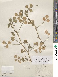 Medicago polymorpha image