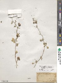 Medicago polymorpha image