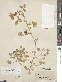 Medicago polymorpha image