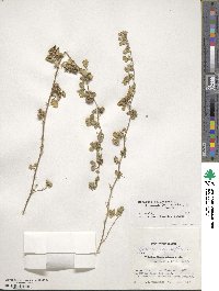 Medicago polymorpha image