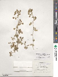 Medicago polymorpha image