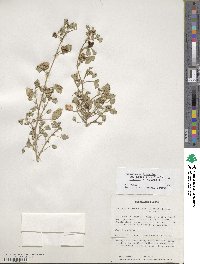 Medicago polymorpha image