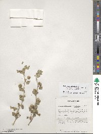 Medicago polymorpha image