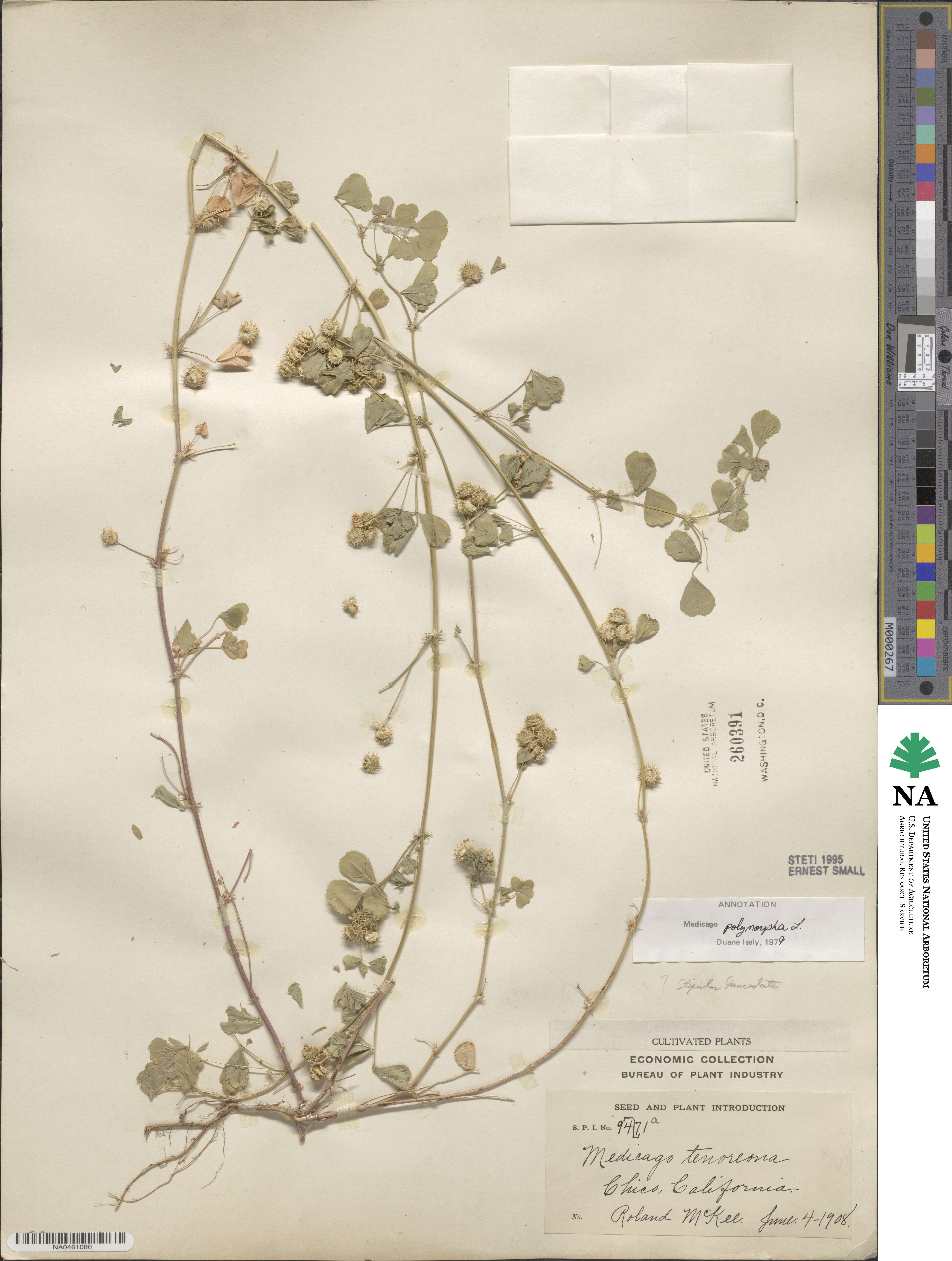 Medicago polymorpha image