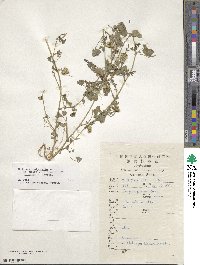 Medicago polymorpha image