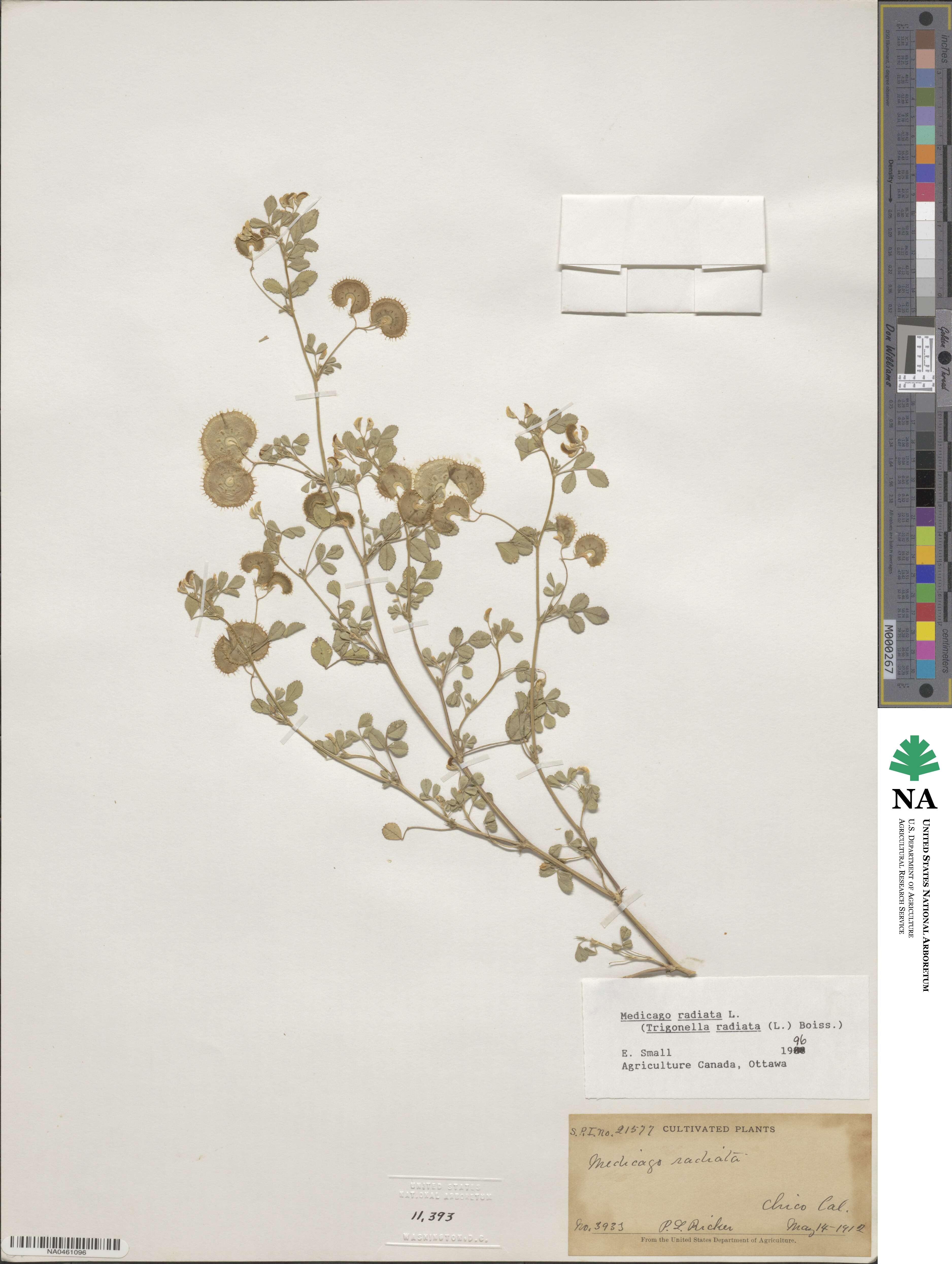 Medicago radiata image