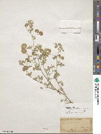 Medicago radiata image