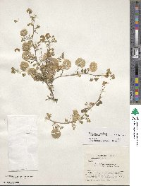 Medicago radiata image