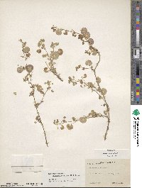 Medicago radiata image