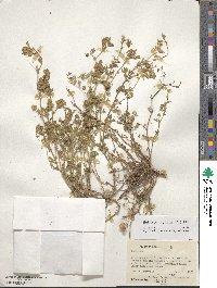 Medicago rigiduloides image