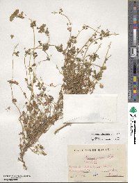 Medicago rigiduloides image