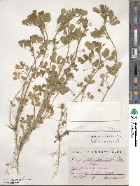 Medicago rigiduloides image