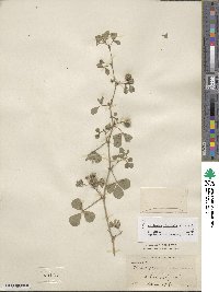 Medicago rigiduloides image