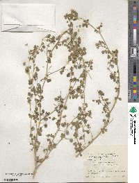 Medicago rigiduloides image