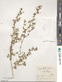 Medicago rigiduloides image