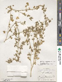 Medicago rigiduloides image