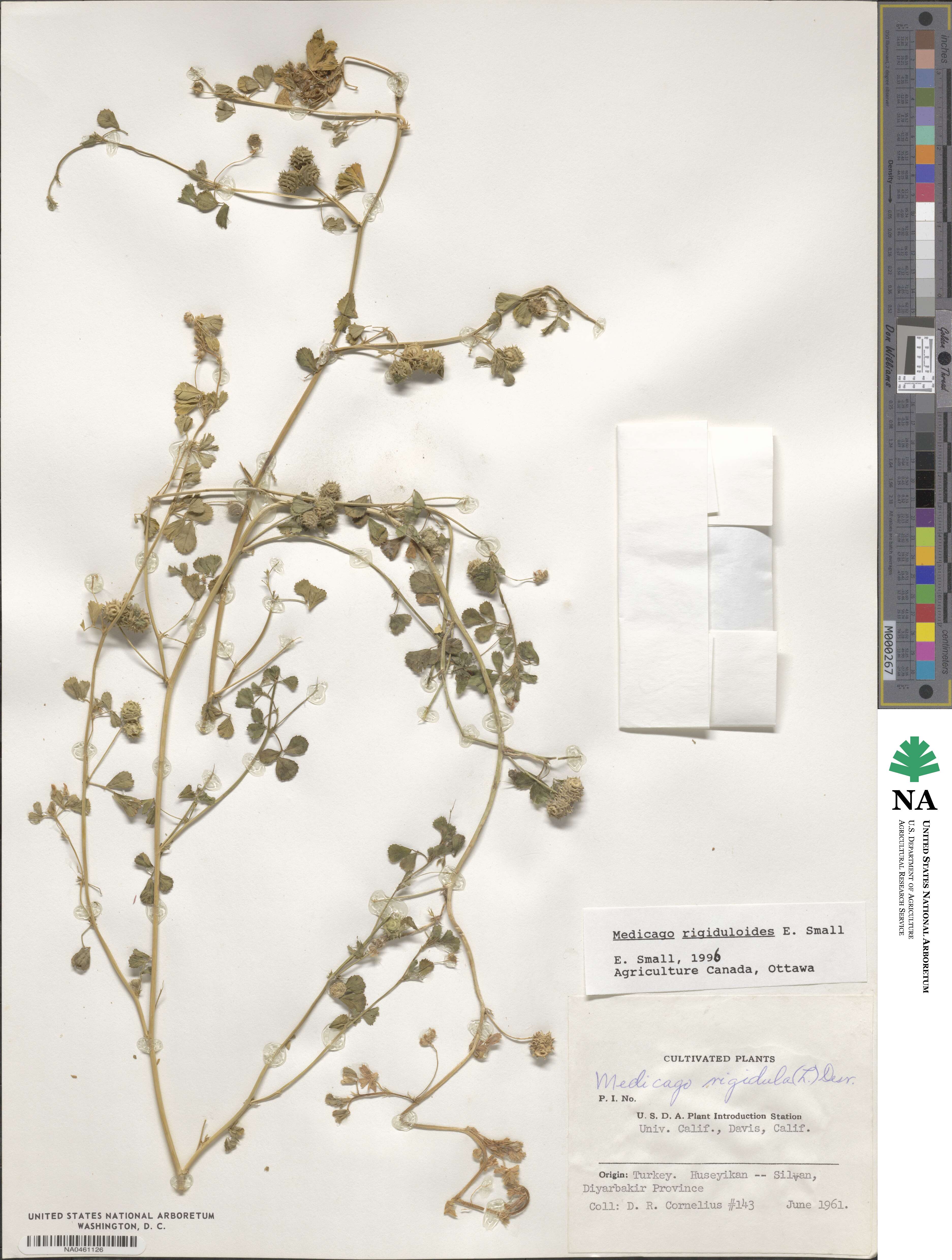 Medicago rigiduloides image