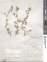 Medicago rigiduloides image