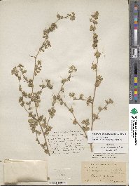 Medicago rigiduloides image