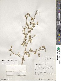 Medicago rigiduloides image