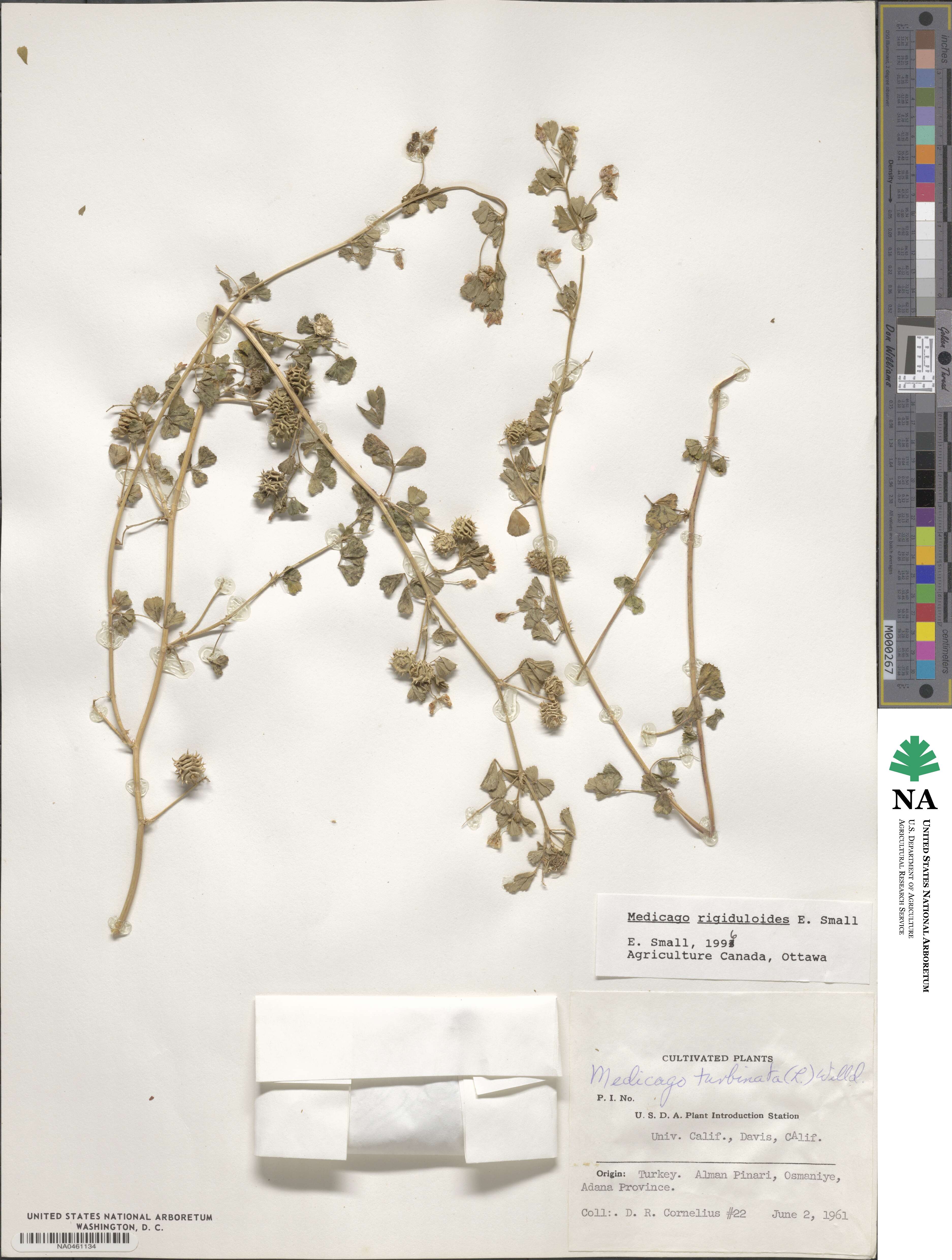 Medicago rigiduloides image