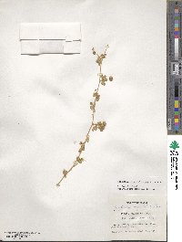 Medicago rigiduloides image