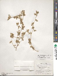 Medicago rigiduloides image