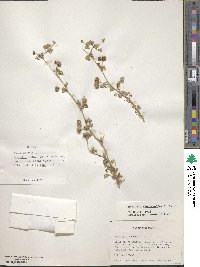 Medicago rigiduloides image