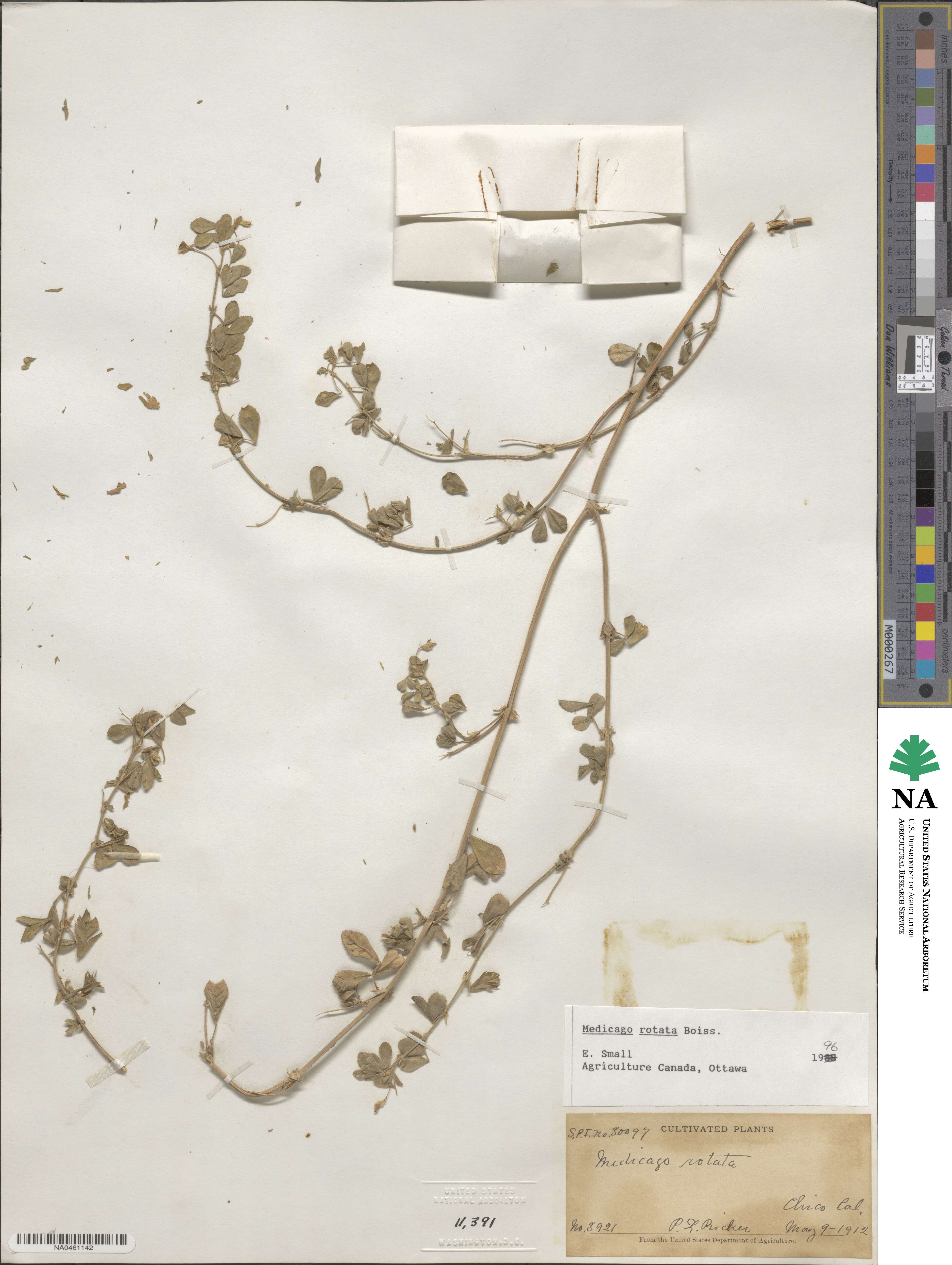 Medicago rotata image