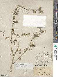 Medicago rotata image