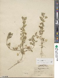 Medicago rugosa image