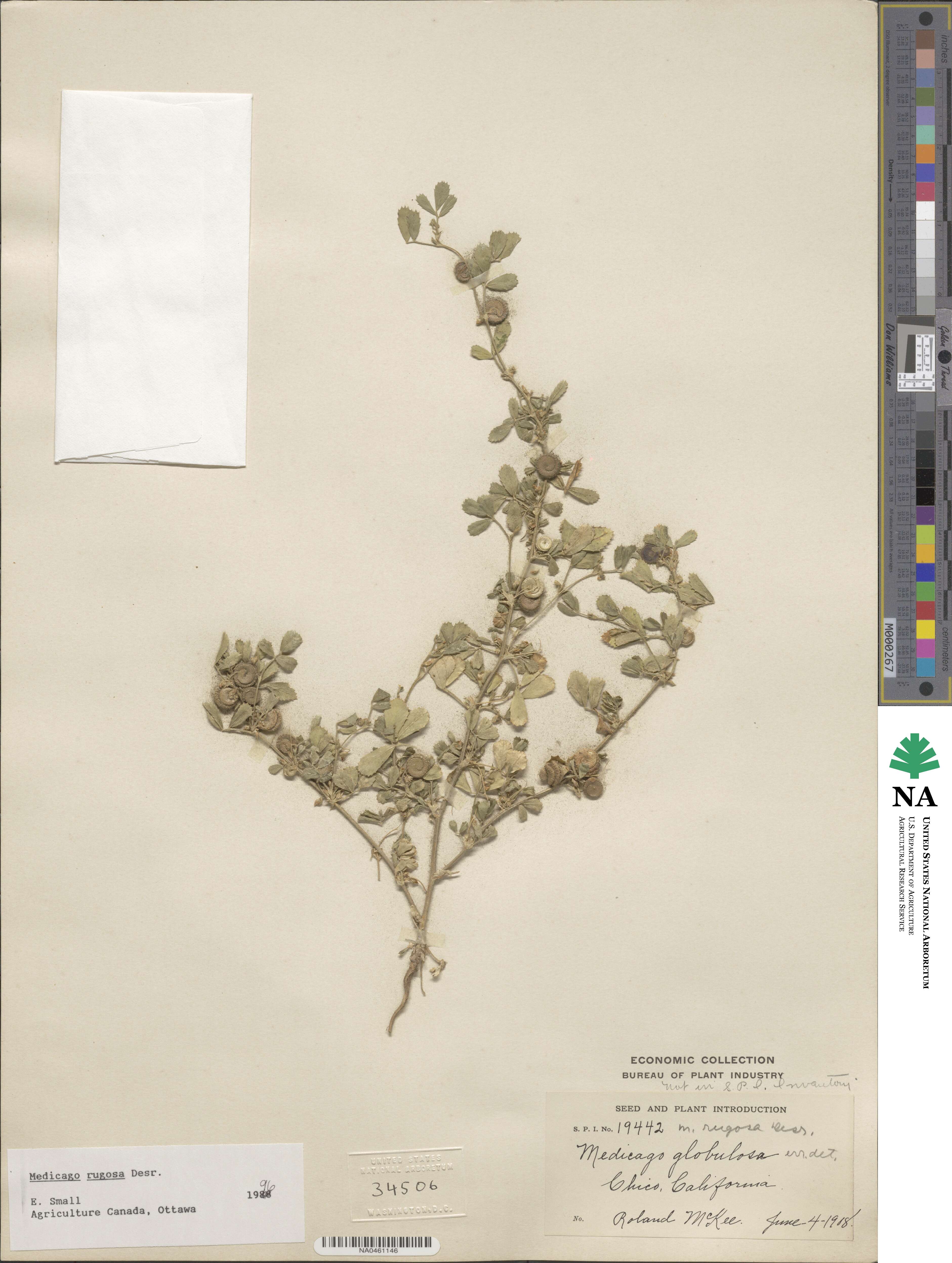 Medicago rugosa image