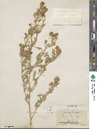 Medicago sativa image