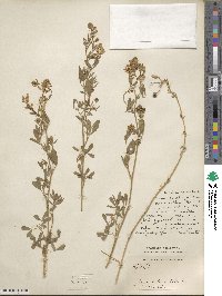 Medicago sativa image