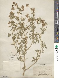 Medicago sativa image