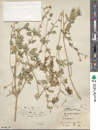 Medicago sativa image