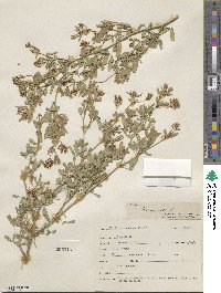 Medicago sativa image