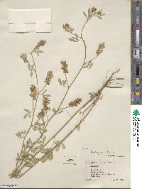 Medicago sativa image