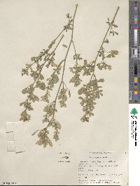 Medicago sativa image