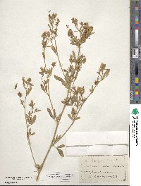 Medicago sativa image