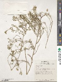 Medicago sativa image