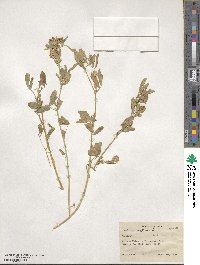 Medicago sativa image