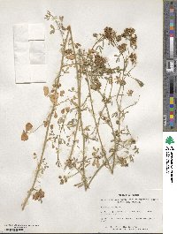 Medicago sativa image