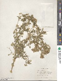 Medicago sativa image